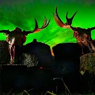 AR24-Antlers in the Auroras (1)
